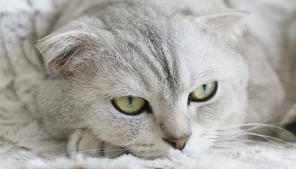 怎么充值安智币？