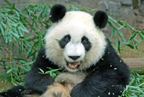 PandaFe(pandaFe熊猫合约)